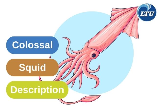 Colossal Squid Appearance and Behavior